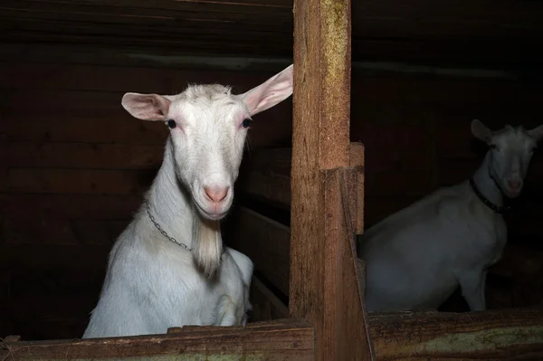 Zwei saanen weiße Ziegen im Stall — Stockfoto