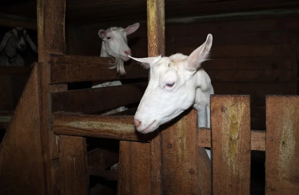 Zwei saanen weiße Ziegen im Stall — Stockfoto