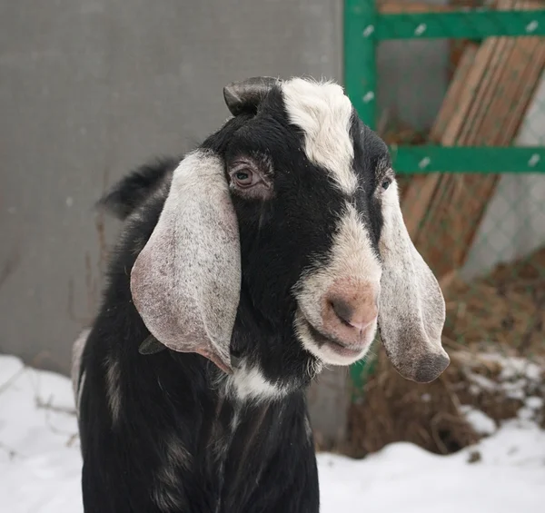 ヌビアの黒ヤギを踏んで雪 — ストック写真