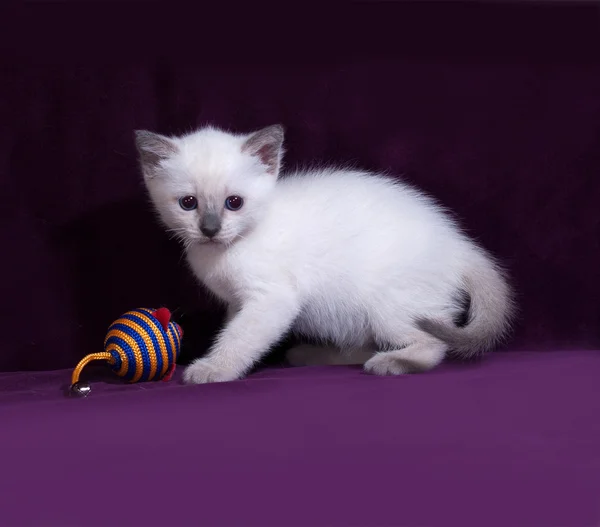 Тайский белый котёнок стоит на сирени — стоковое фото