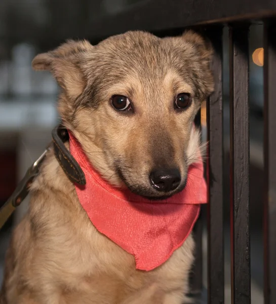 Yellow puppy in pink bandanna — Stock Photo, Image