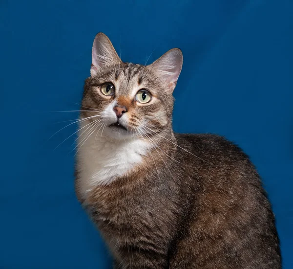 Tabby and white cat on blue — Stock Photo, Image