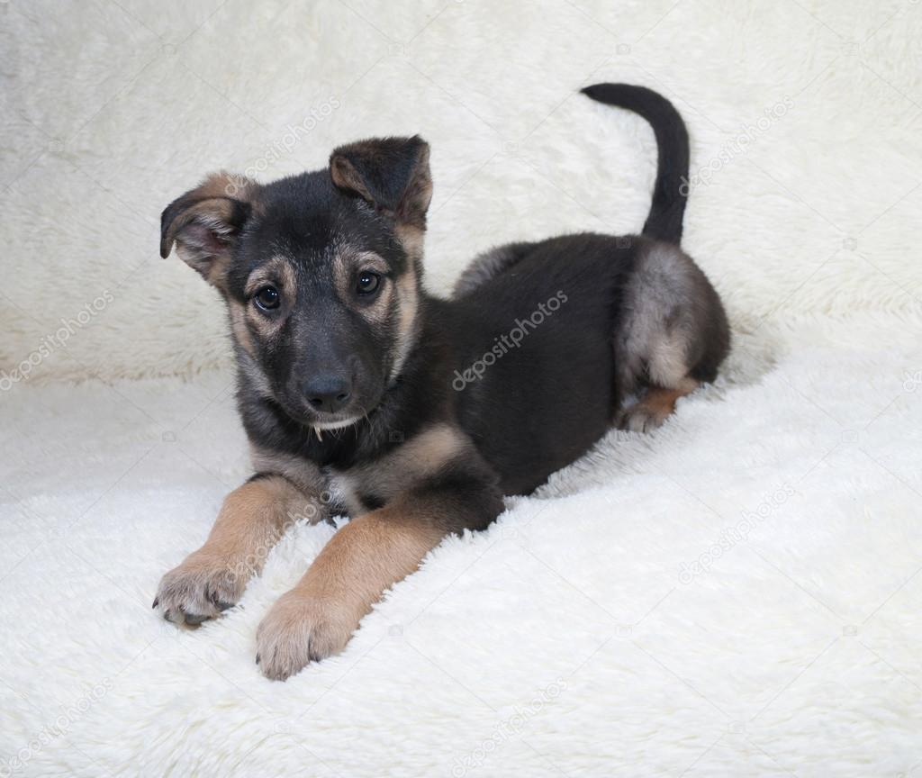 Small Black And Yellow Puppy Lying On Fur Sofa Stock Photo