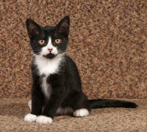 Gatito blanco y negro sentado en el sofá — Foto de Stock