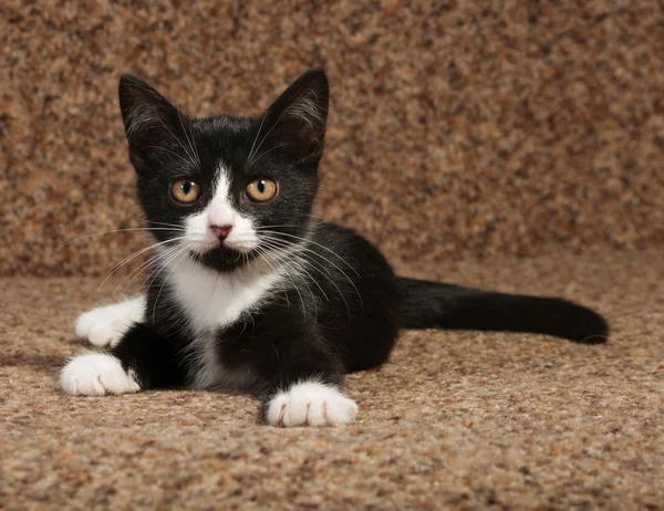 Zwart-wit kitten liggend op Bank — Stockfoto