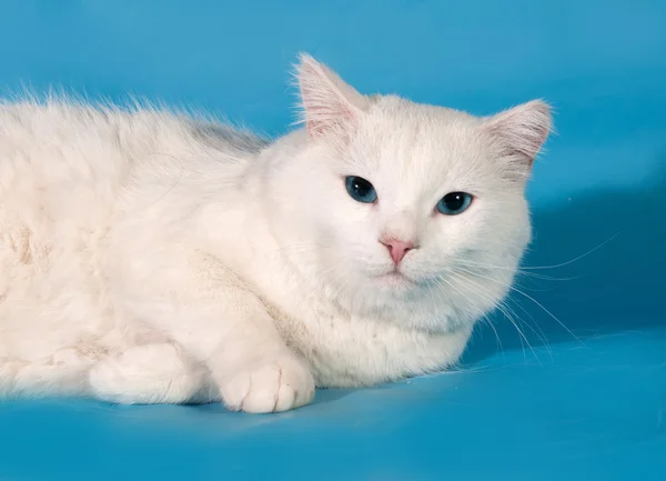 Bílá kočka s modrýma očima se nachází na modré — Stock fotografie