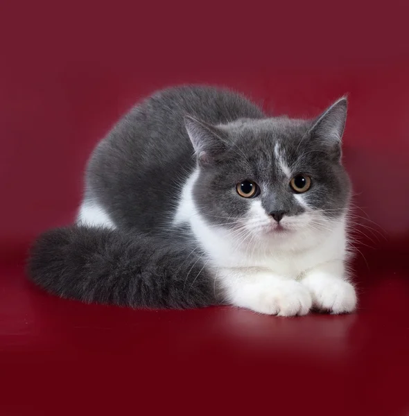 Chat blanc et gris Scottish Fold assis sur bordeaux — Photo