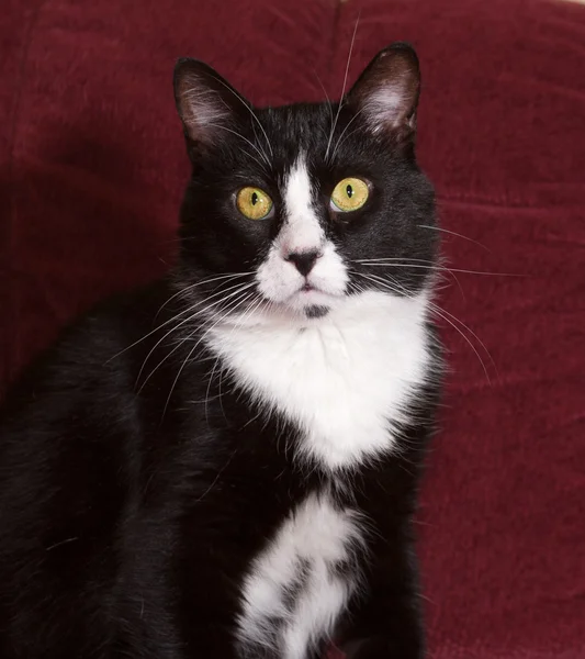 Gatto bianco e nero seduto sul divano — Foto Stock