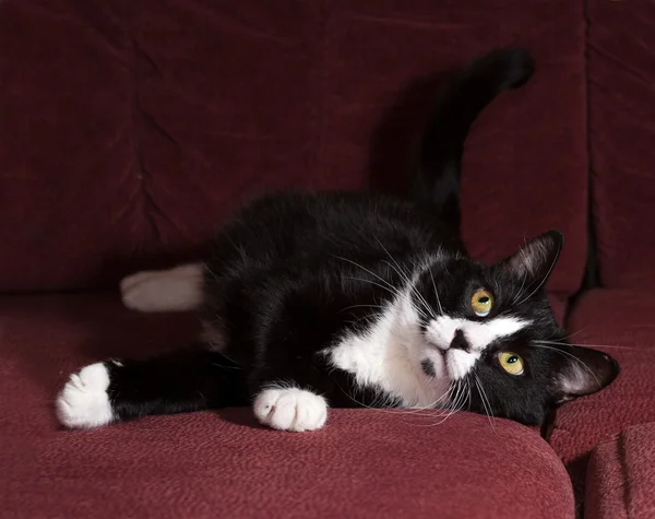 Чорно-білий кіт лежить на дивані — стокове фото