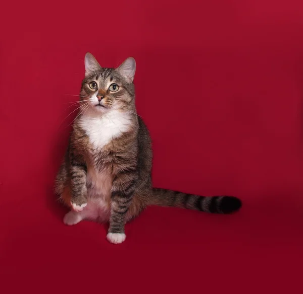 Tabby and white cat sitting on red — Stock Photo, Image