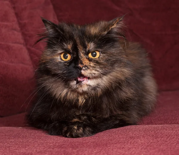 Tortoiseshell cat breed Exot sits on sofa — Stock Photo, Image