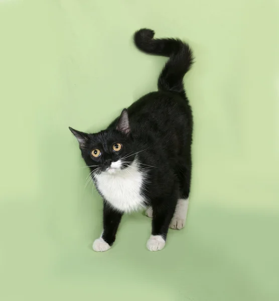 Zwart-wit kat staande op groen — Stockfoto