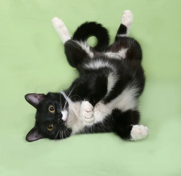 Black and white cat lies on green — Stock Photo, Image