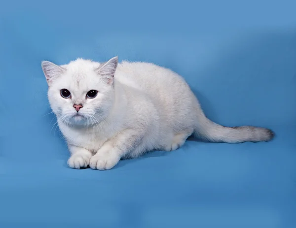 White Cat Scottish Straight lies on blue — Stock Photo, Image