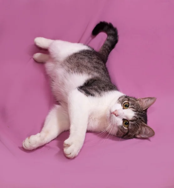 White and striped kitten lying on pink — Stock Photo, Image