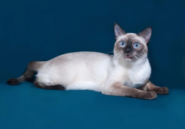 Thai witte kat ligt op blauw — Stockfoto