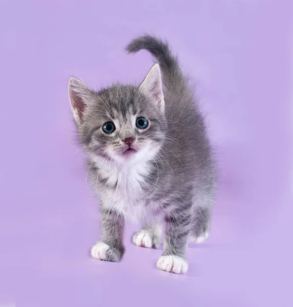 Pequeño gatito mullido tabby de pie sobre púrpura —  Fotos de Stock