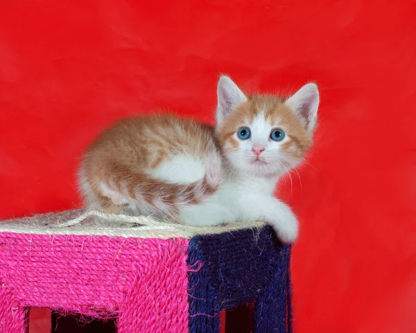 Liten röd och vit kattunge sitter på avlysningen post på röd — Stockfoto