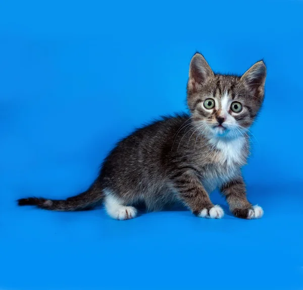 Gestreepte kitten zittend op blauw — Stockfoto