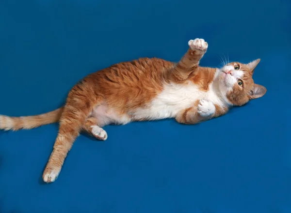 Red and white cat lying on blue — Stock Photo, Image