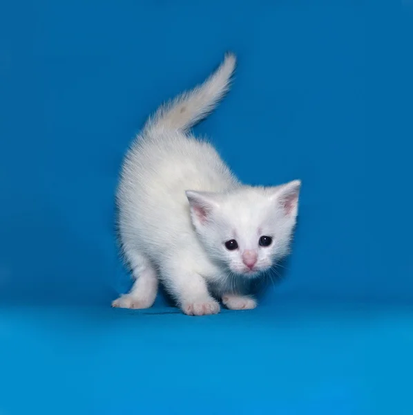 Kleines weißes Kätzchen steht auf blau — Stockfoto