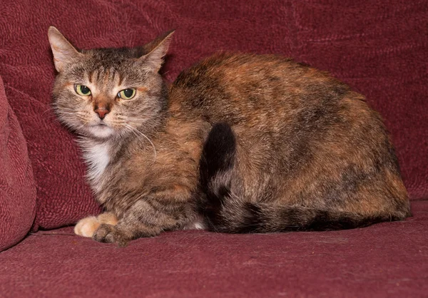 Tricolor striped cat sitting on sofa — Stock Photo, Image