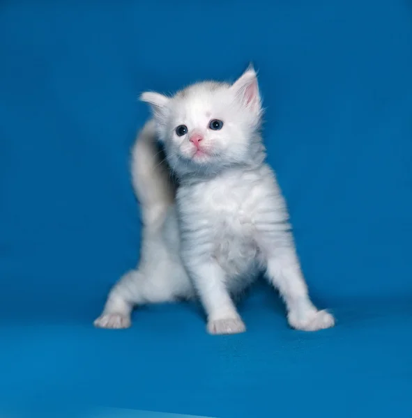 青の上に小さな白い子猫立って — ストック写真