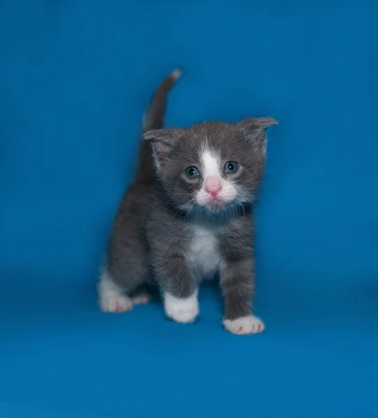 Gattino grigio e bianco in piedi su blu — Foto Stock