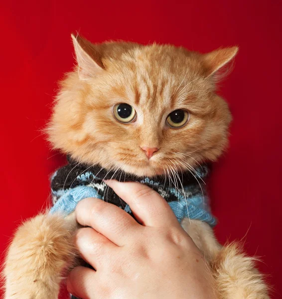 Ginger bobbed cat in sweater on red — Stock Photo, Image