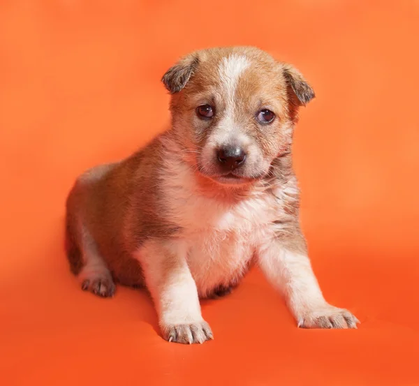 Pequeño cachorro amarillo acostado en naranja —  Fotos de Stock