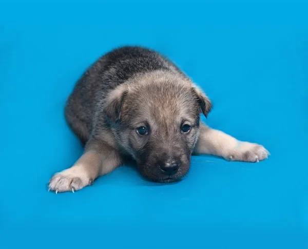 Little gray puppy lying on blue — Stock Photo, Image