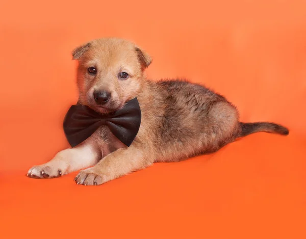 Little yellow puppy in bow tie lying on orange — Stock Photo, Image