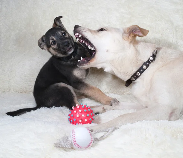 Puppy en hond spelen op witte sofa — Stockfoto