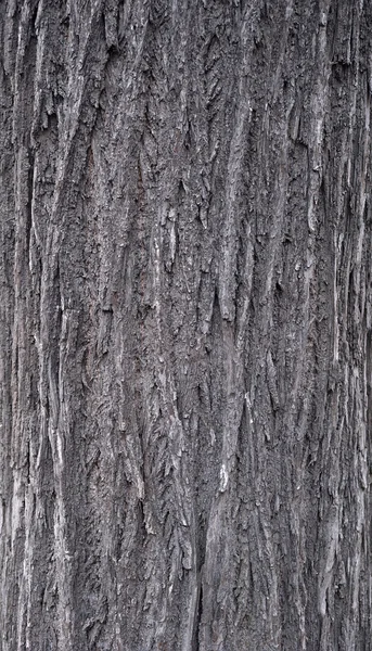 Texture di corteccia di vecchio albero con muschio verde — Foto Stock