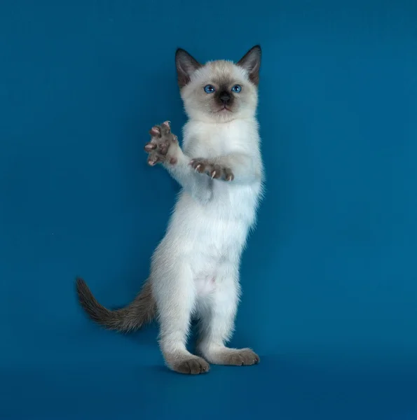 Thai white kitten standing on blue — Stock Photo, Image