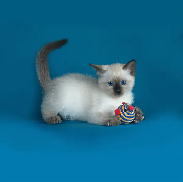Тайский белый котёнок лежит на синем — стоковое фото