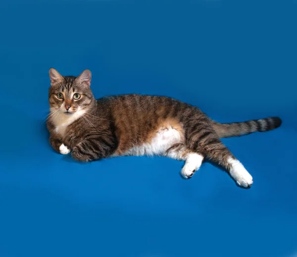 Tabby and white cat lies on blue — Stock Photo, Image