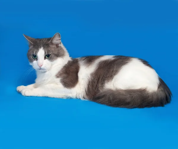 White cat with spots lying on blue — Stock Photo, Image