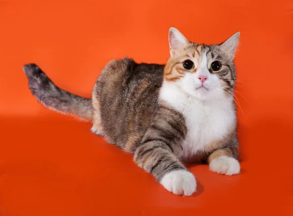 Driekleurige kat ligt op oranje — Stockfoto