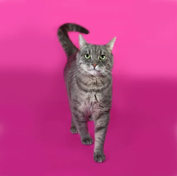 Gatto grigio a strisce in piedi su rosa — Foto Stock