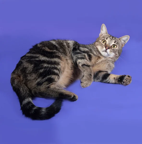 Pręgowany kot leżący na liliowy — Zdjęcie stockowe