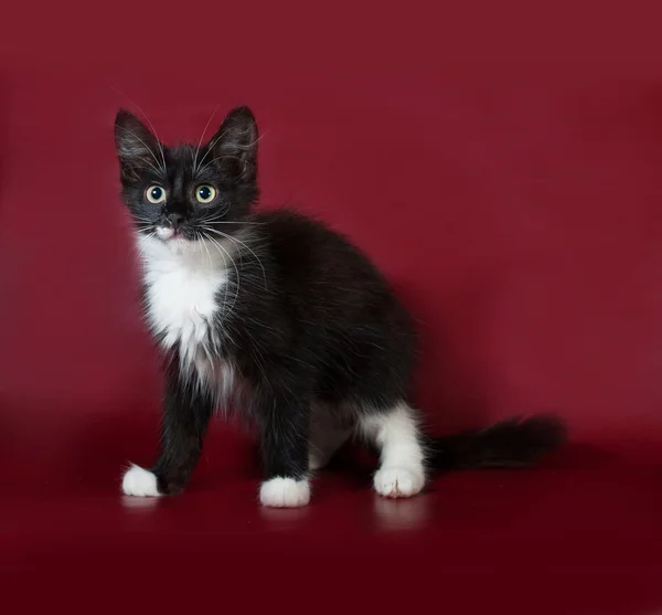 Negro y blanco gatito esponjoso de pie en Borgoña —  Fotos de Stock