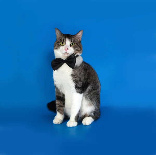 Weiße und gestromte Katze sitzt auf blau — Stockfoto