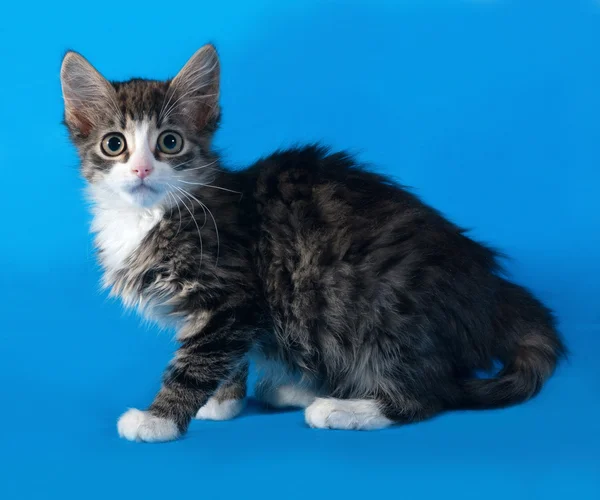 Gestreiftes und weißes, flauschiges Kätzchen liegt auf blau — Stockfoto