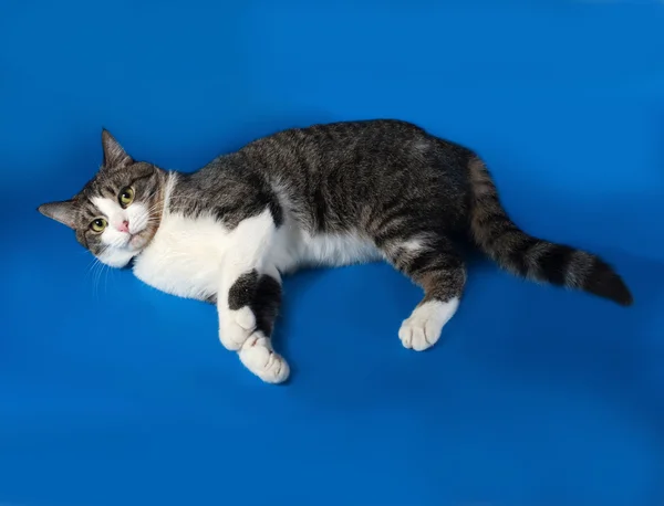 Chat blanc et tabby couché sur bleu — Photo