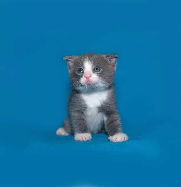 Grey and white kitten standing on blue — Stock Photo, Image