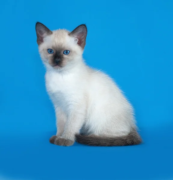 Thaise witte kitten zittend op blauw — Stockfoto