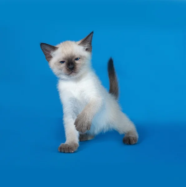Тайский белый котенок играет на голубом — стоковое фото