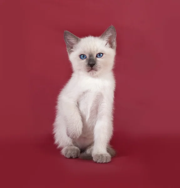 Thai gattino bianco seduto sul rosso — Foto Stock