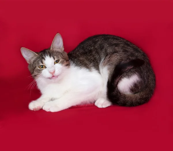 Adolescent chat rayé et blanc repose sur le rouge — Photo